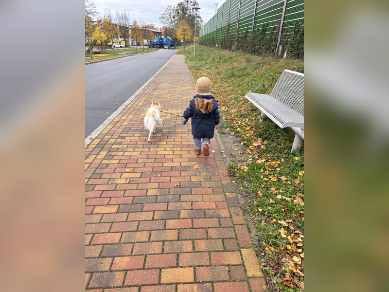 Liebevolle Hündin sucht ihre Menschen