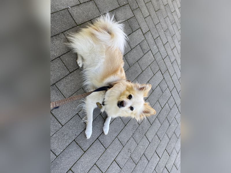 Liebevolle Hündin sucht ihre Menschen