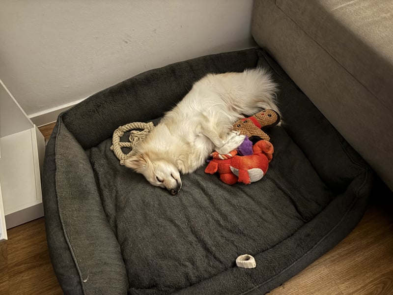 Liebevolle Hündin sucht ihre Menschen