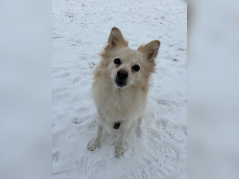 Liebevolle Hündin sucht ihre Menschen