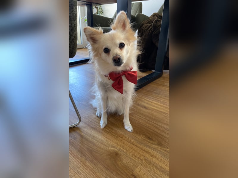 Liebevolle Hündin sucht ihre Menschen