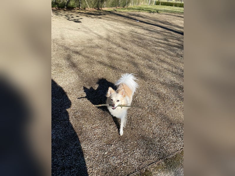 Liebevolle Hündin sucht ihre Menschen