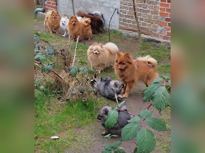 Kleinspitzwelpen aus liebevoller Aufzucht (VDH-Zuchtstätte)