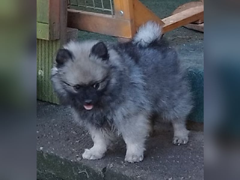 Kleinspitzwelpen aus liebevoller Aufzucht (VDH-Zuchtstätte)