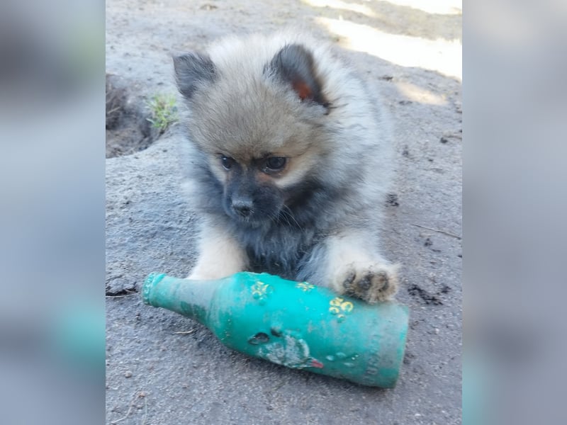 Kleinspitzwelpen aus liebevoller Aufzucht (VDH-Zuchtstätte)