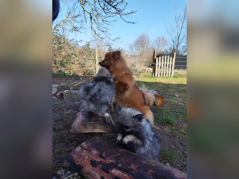 Kleinspitzwelpen aus liebevoller Aufzucht (VDH-Zuchtstätte)