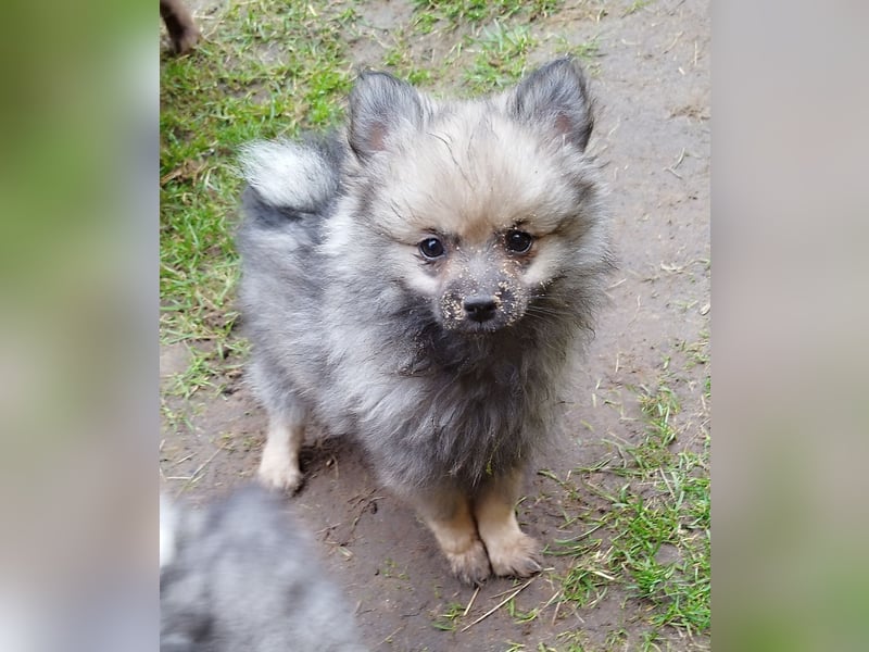 Kleinspitzwelpen aus liebevoller Aufzucht (VDH-Zuchtstätte)