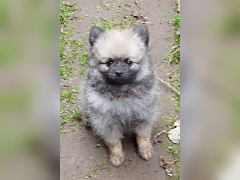 Kleinspitzwelpen aus liebevoller Aufzucht (VDH-Zuchtstätte)