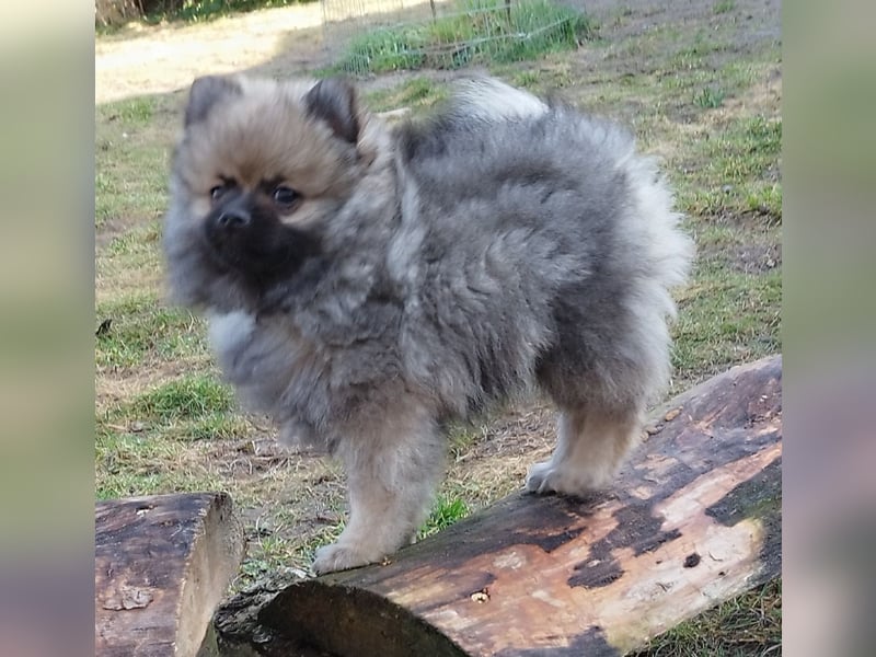 Kleinspitzwelpen aus liebevoller Aufzucht (VDH-Zuchtstätte)