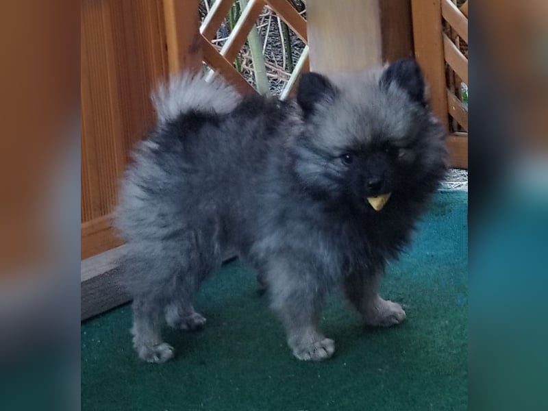 Kleinspitzwelpen aus liebevoller Aufzucht (VDH-Zuchtstätte)