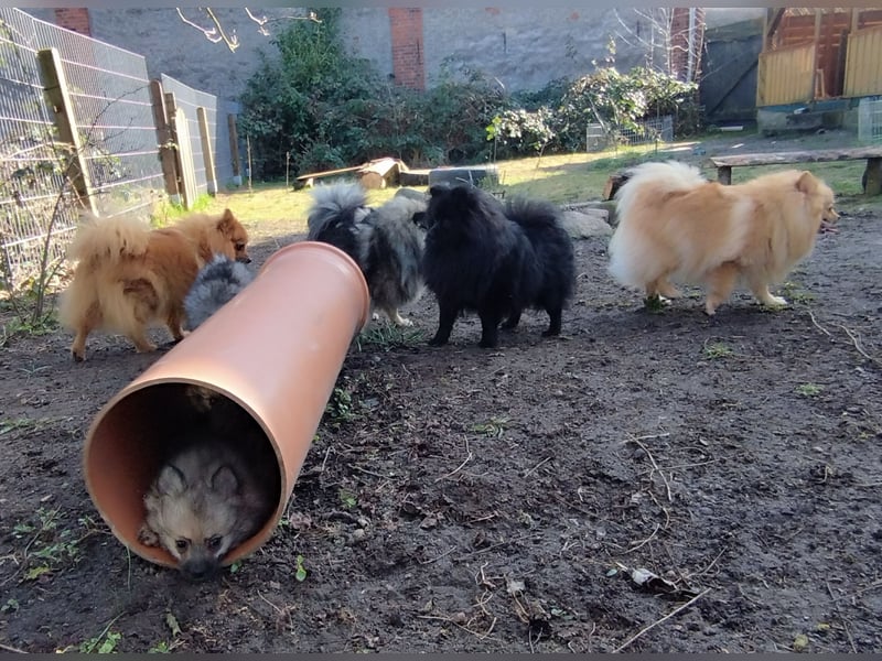 Kleinspitzwelpen aus liebevoller Aufzucht (VDH-Zuchtstätte)