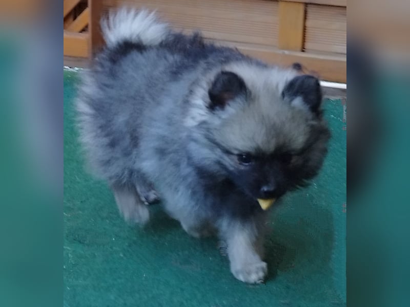 Kleinspitzwelpen aus liebevoller Aufzucht (VDH-Zuchtstätte)