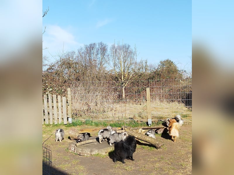 Kleinspitzwelpen aus liebevoller Aufzucht (VDH-Zuchtstätte)