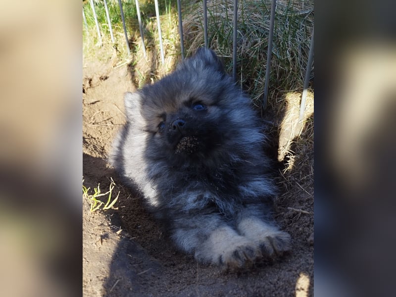 Kleinspitzwelpen aus liebevoller Aufzucht (VDH-Zuchtstätte)