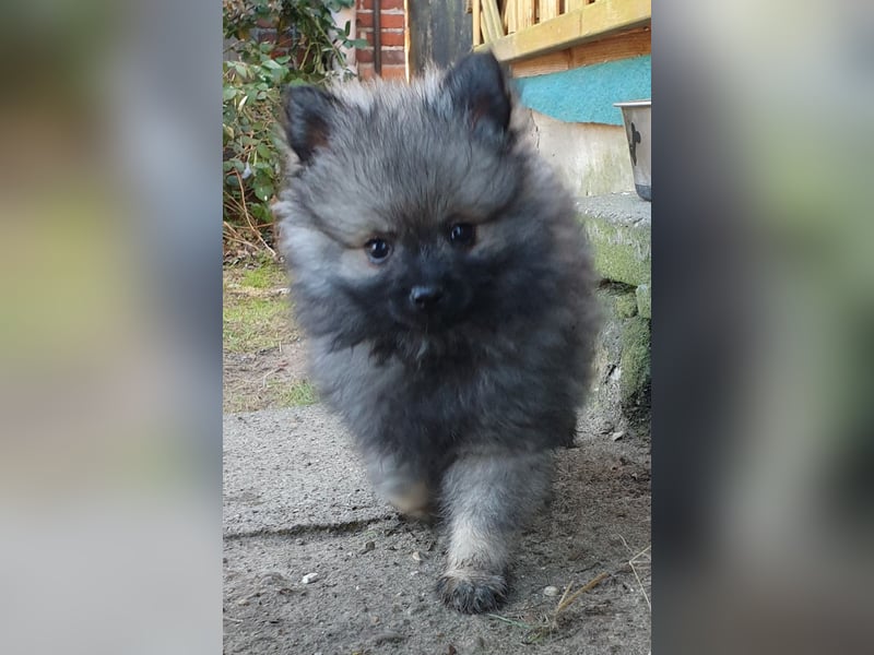 Kleinspitzwelpen aus liebevoller Aufzucht (VDH-Zuchtstätte)