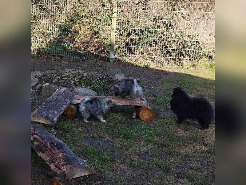 Kleinspitzwelpen aus liebevoller Aufzucht (VDH-Zuchtstätte)