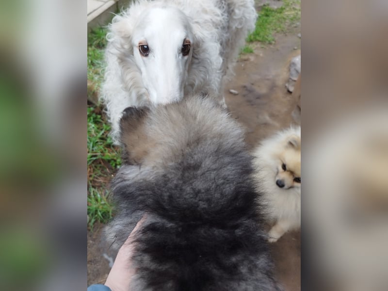 Kleinspitzwelpen aus liebevoller Aufzucht (VDH-Zuchtstätte)