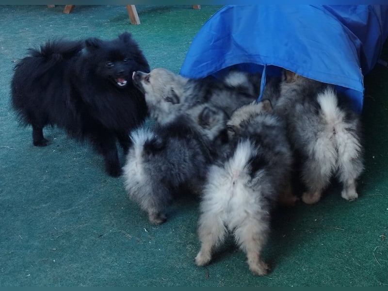 Kleinspitzwelpen aus liebevoller Aufzucht (VDH-Zuchtstätte)