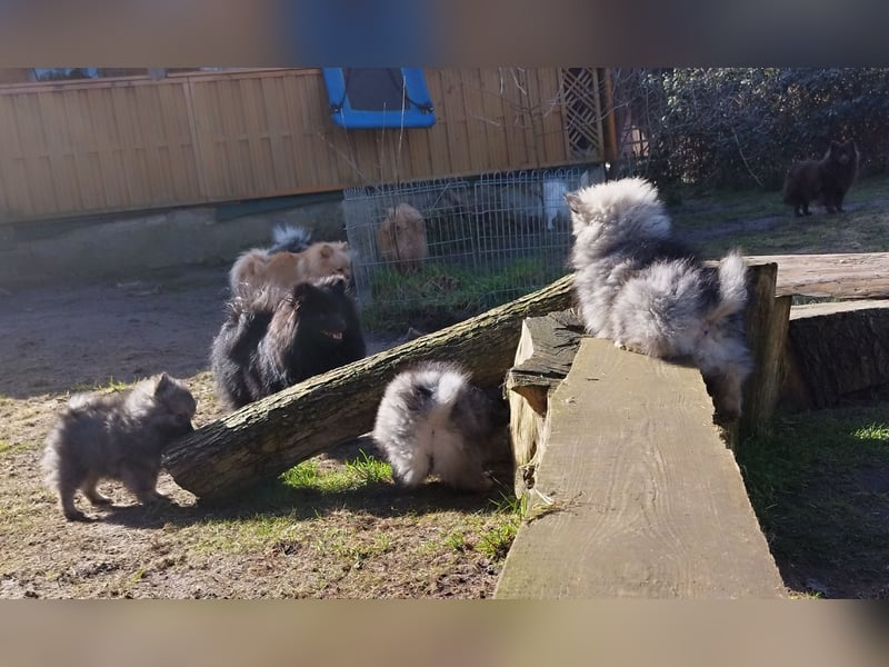 Kleinspitzwelpen aus liebevoller Aufzucht (VDH-Zuchtstätte)