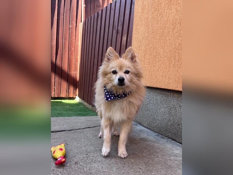 Gismo - ruhig und liebevoll