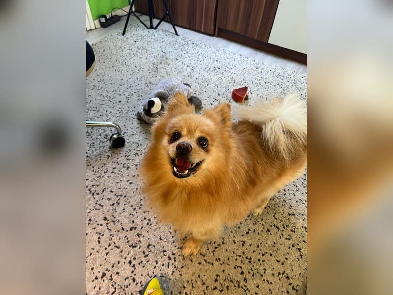Verspielter Peanut sucht sein Glück!