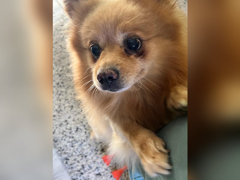 Verspielter Peanut sucht sein Glück!