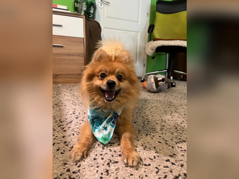 Schatzmeister Teddy Teo sucht erfahrene Menschen