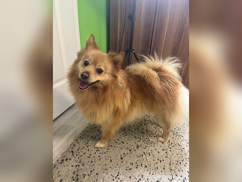 Lieber und offener Milou sucht liebevolles Zuhause