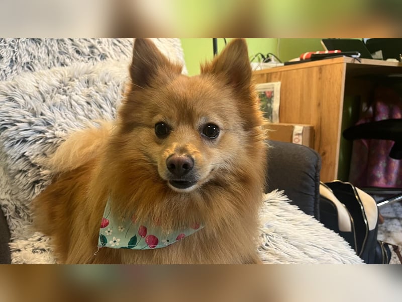 Lieber und offener Milou sucht liebevolles Zuhause