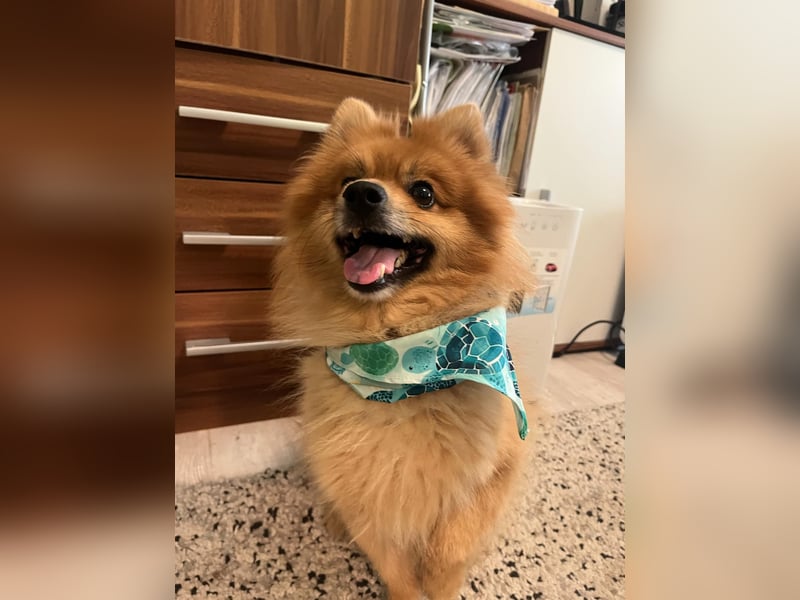 Schatzmeister Teddy Teo sucht erfahrene Menschen