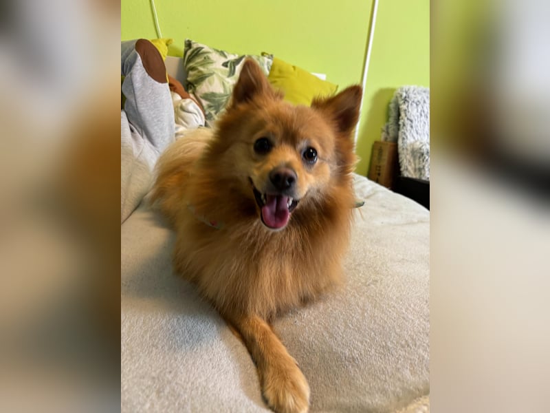 Lieber und offener Milou sucht liebevolles Zuhause