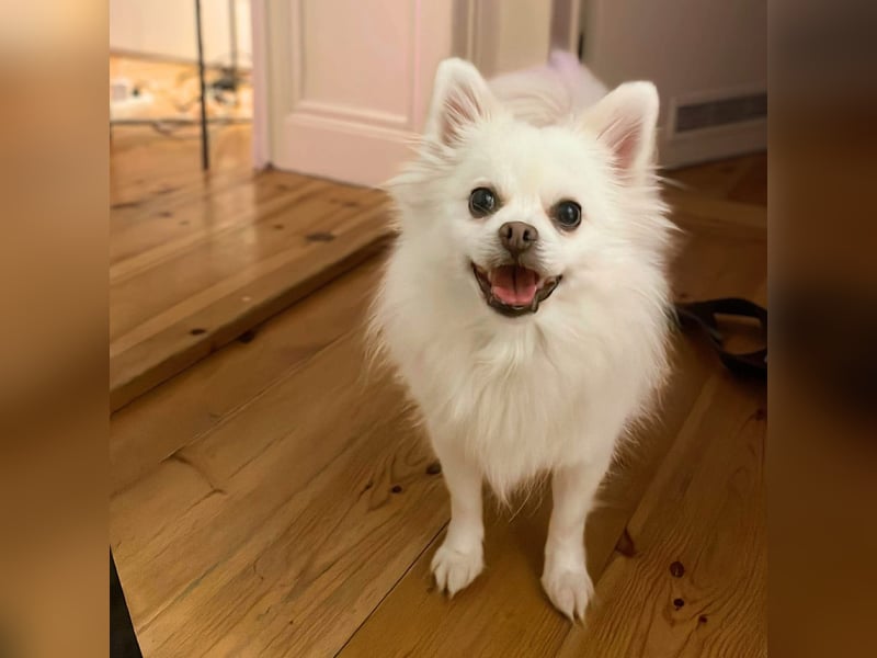 Mia - ist kuschelbedürftig