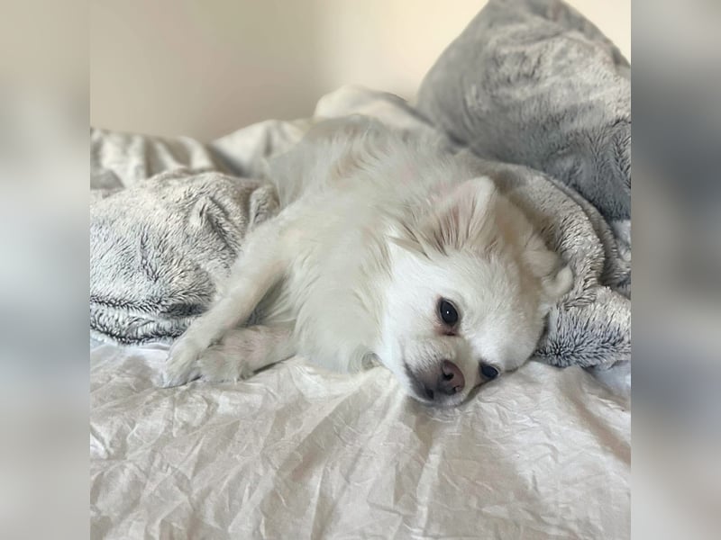 Mia - ist kuschelbedürftig