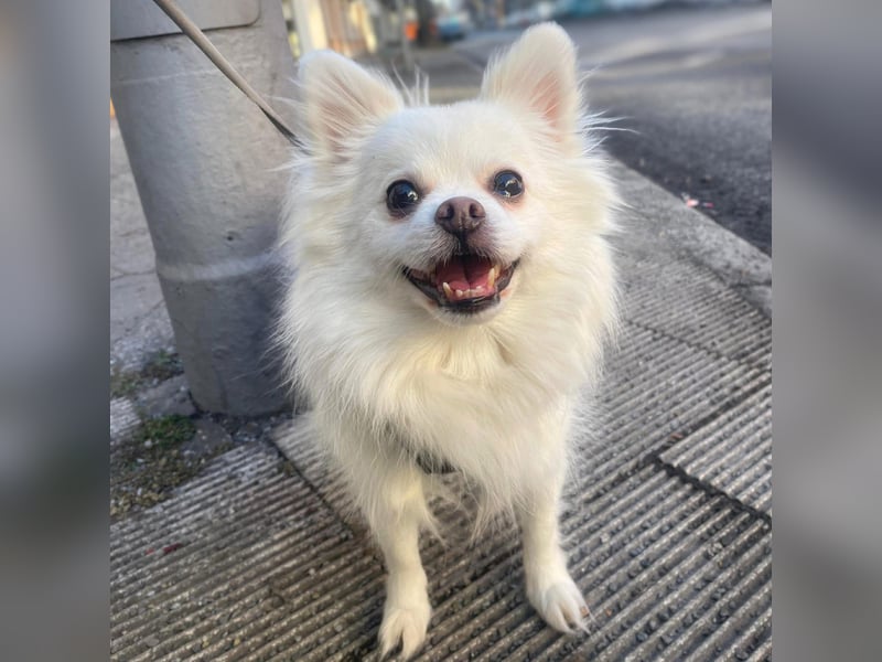 Mia - ist kuschelbedürftig