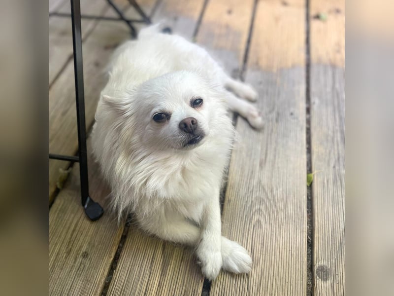 Mia - ist kuschelbedürftig