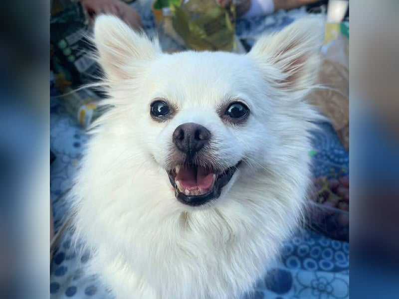 Mia - ist kuschelbedürftig