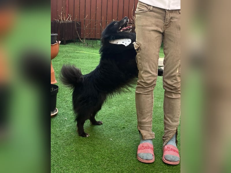 Casper SR – Kleine Maus sucht Herzensmenschen