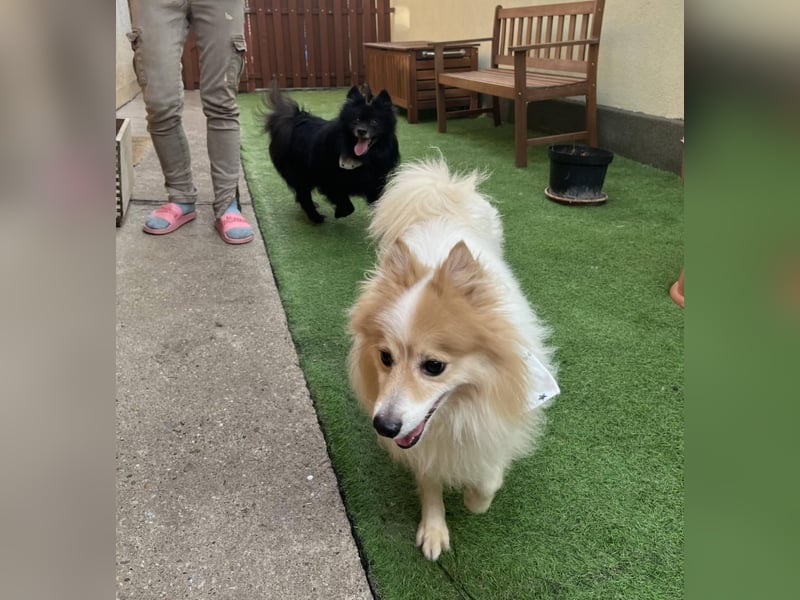 Casper SR – Kleine Maus sucht Herzensmenschen