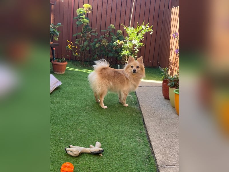 Verspielte Luna-SR sucht ihr Für-immer-Zuhause 