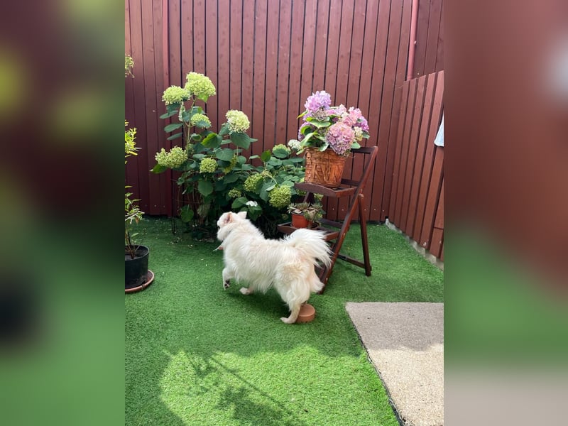 Rosie 2 – Ruhige Spitz-Dame sucht liebevolles Zuhause