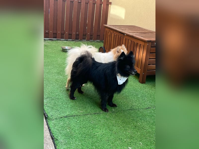 Casper SR – Kleine Maus sucht Herzensmenschen