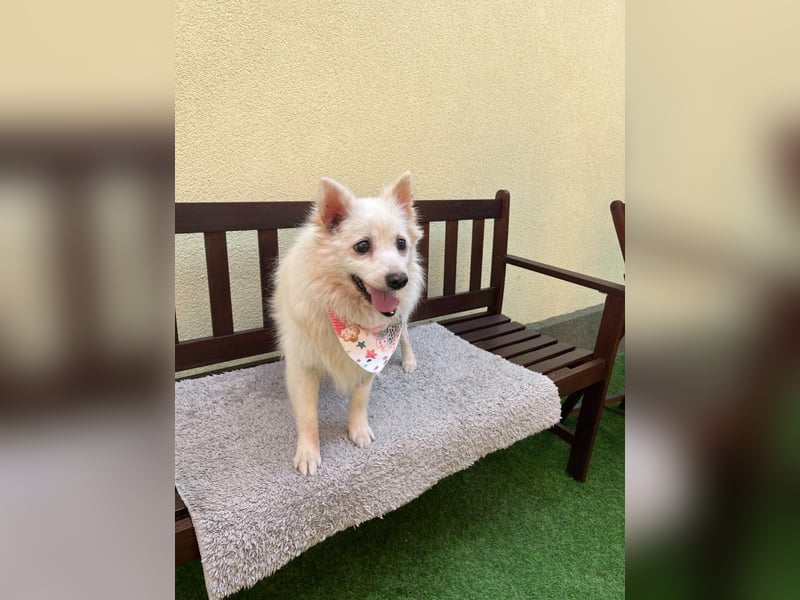 Rosie 2 – Ruhige Spitz-Dame sucht liebevolles Zuhause