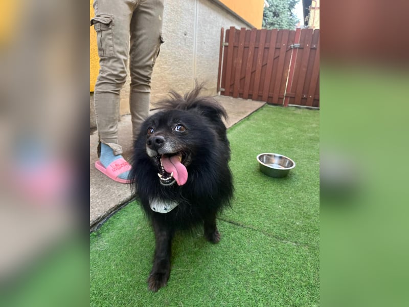 Casper SR – Kleine Maus sucht Herzensmenschen