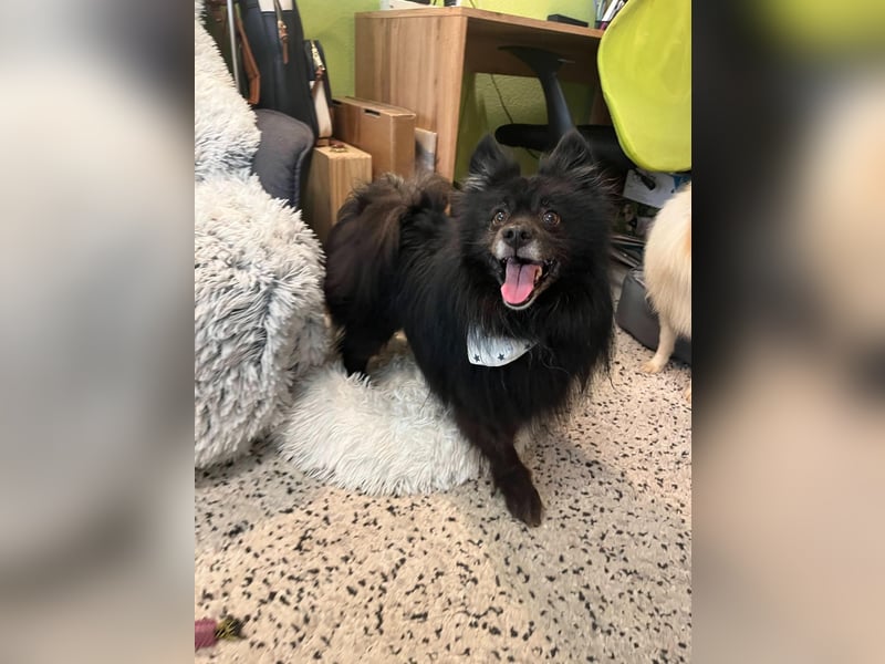 Casper SR – Kleine Maus sucht Herzensmenschen