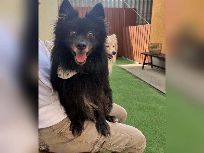 Casper SR – Kleine Maus sucht Herzensmenschen