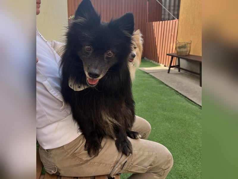 Casper SR – Kleine Maus sucht Herzensmenschen