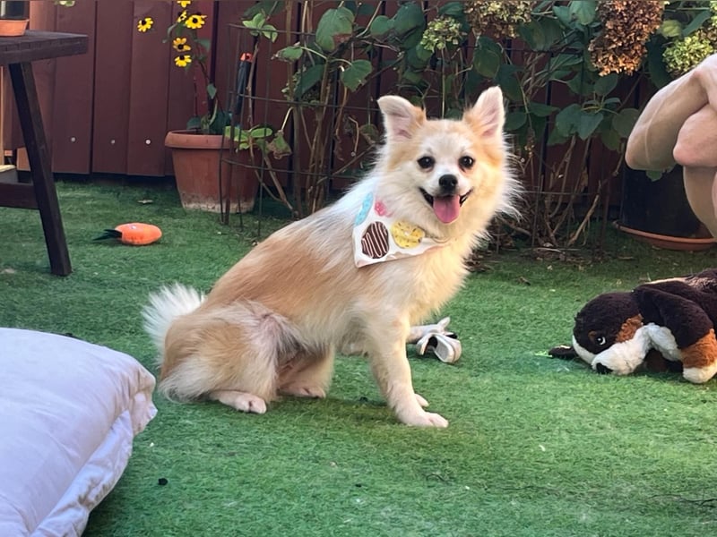 Elsie-SR – kleine Spitzdame mit großem Herz sucht Geborgenheit 