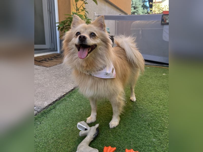 Verspielte Luna-SR sucht ihr Für-immer-Zuhause 