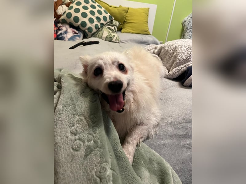Rosie 2 – Ruhige Spitz-Dame sucht liebevolles Zuhause