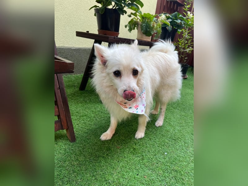 Rosie 2 – Ruhige Spitz-Dame sucht liebevolles Zuhause
